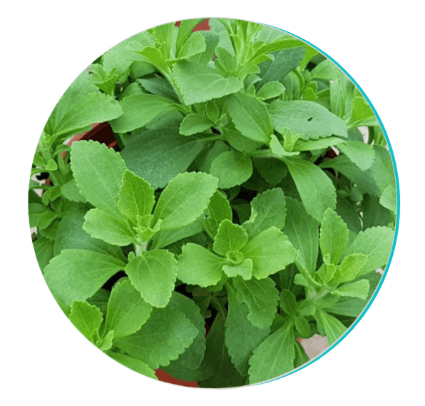 BioDentix  Ingredient2